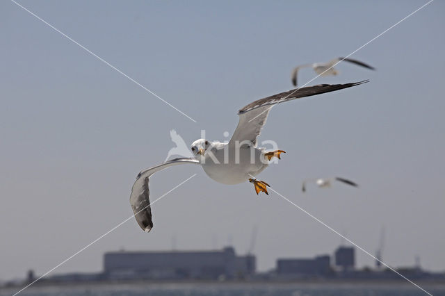 Lesser Black-backed Gull (Larus fuscus)