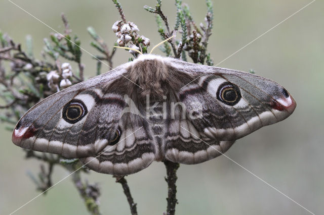 Kleine nachtpauwoog (Saturnia pavonia)