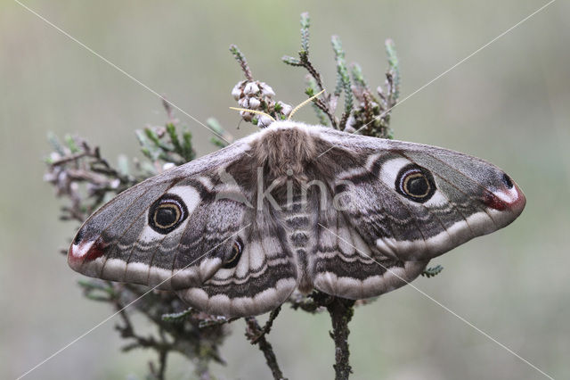 Kleine nachtpauwoog (Saturnia pavonia)