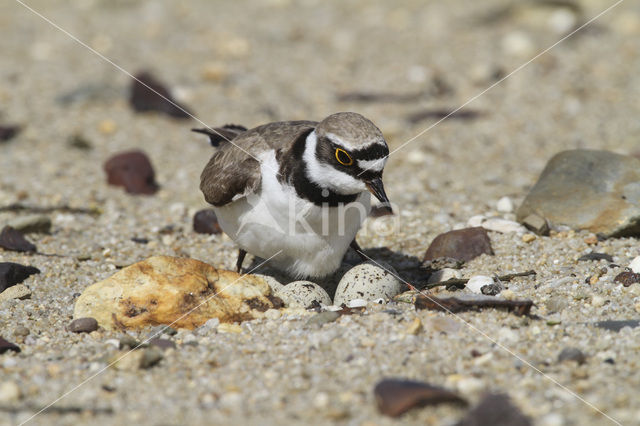 Kleine Plevier (Charadrius dubius)