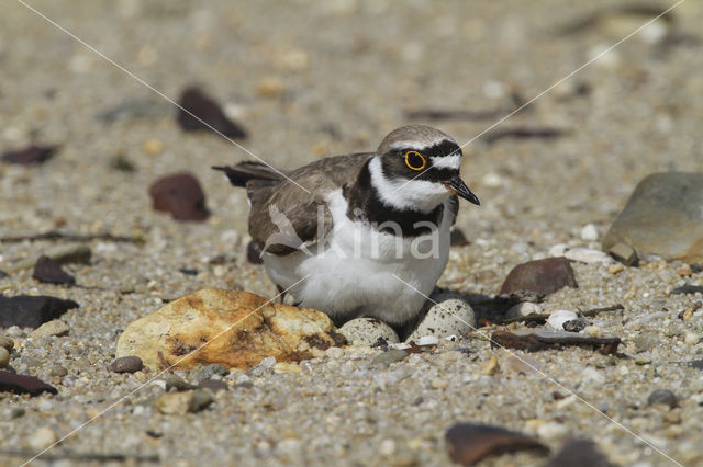 Kleine Plevier (Charadrius dubius)