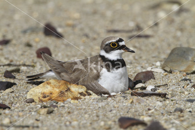 Kleine Plevier (Charadrius dubius)