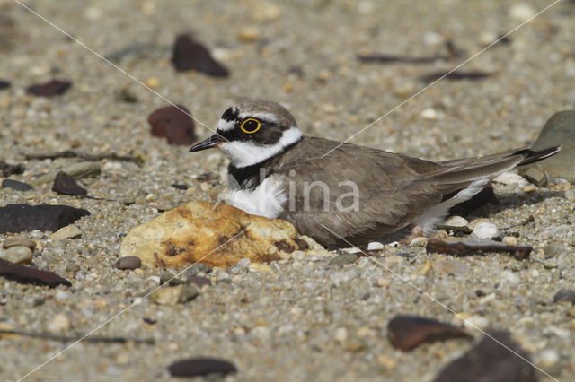 Kleine Plevier (Charadrius dubius)