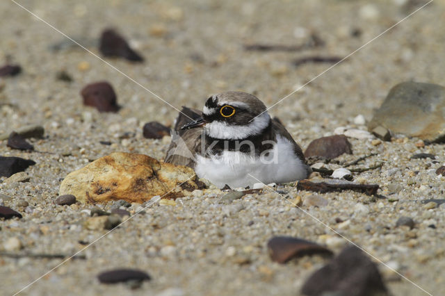 Little Ringed Plover (Charadrius dubius)