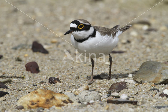 Kleine Plevier (Charadrius dubius)