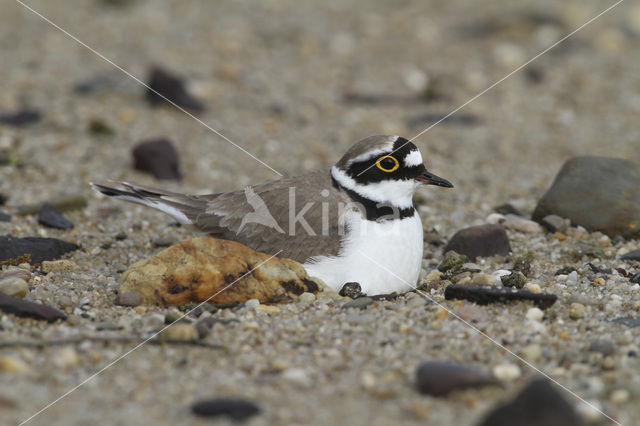 Kleine Plevier (Charadrius dubius)