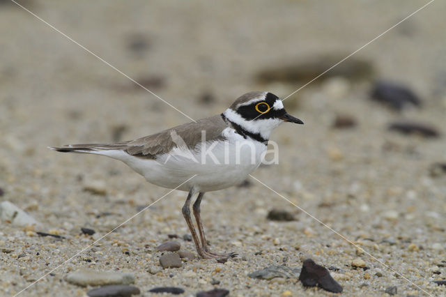 Little Ringed Plover (Charadrius dubius)