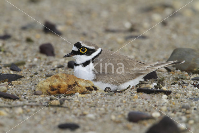 Kleine Plevier (Charadrius dubius)