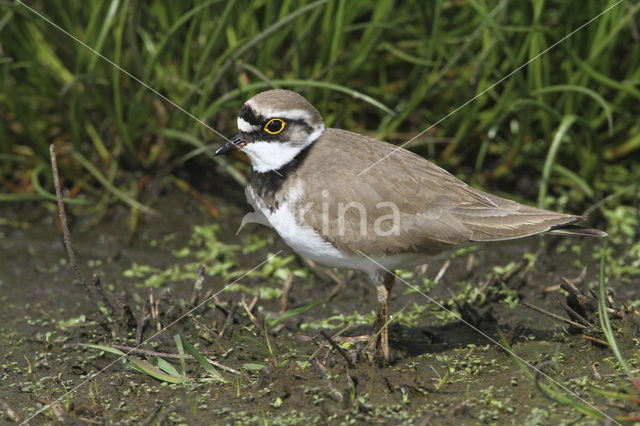 Kleine Plevier (Charadrius dubius)