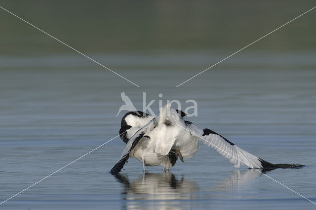 Pied Avocet (Recurvirostra avosetta)