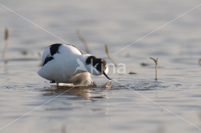 Pied Avocet (Recurvirostra avosetta)