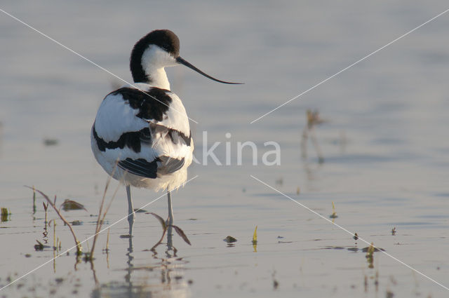 Pied Avocet (Recurvirostra avosetta)