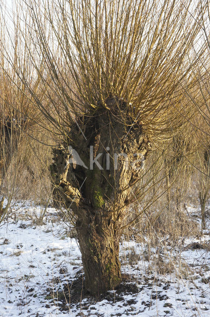 Knotwilg (Salix alba)