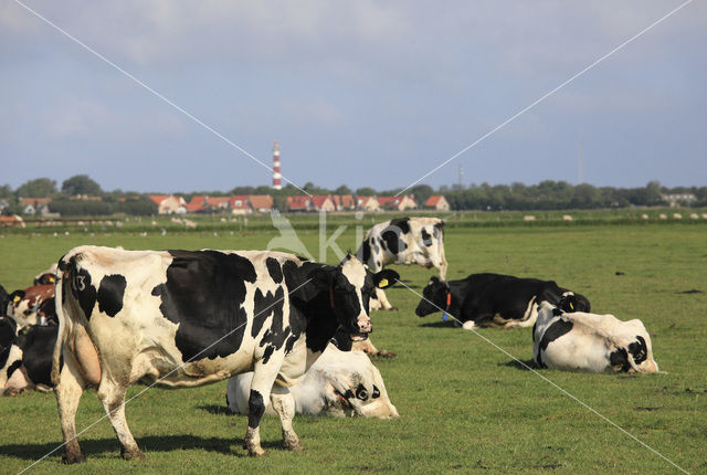 Cow (Bos domesticus)