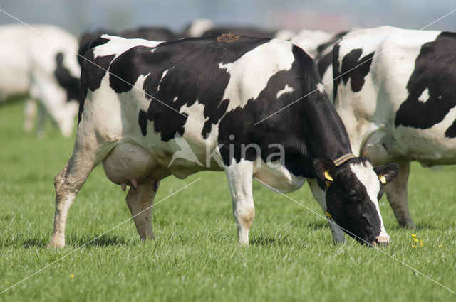 Cow (Bos domesticus)