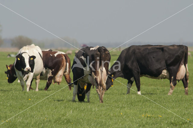 Cow (Bos domesticus)