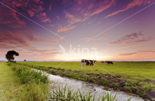Cow (Bos domesticus)