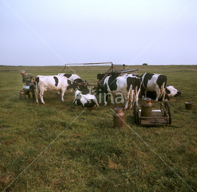 Cow (Bos domesticus)