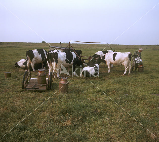 Cow (Bos domesticus)