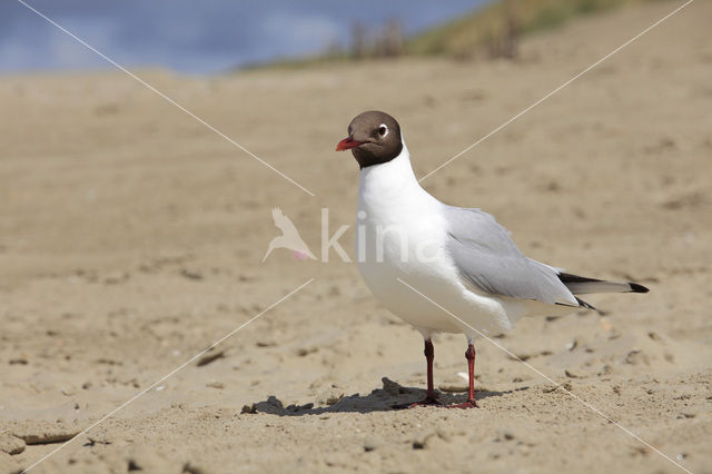 Black-headed Gull (Larus ridibundus)