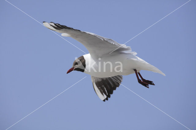 Black-headed Gull (Larus ridibundus)