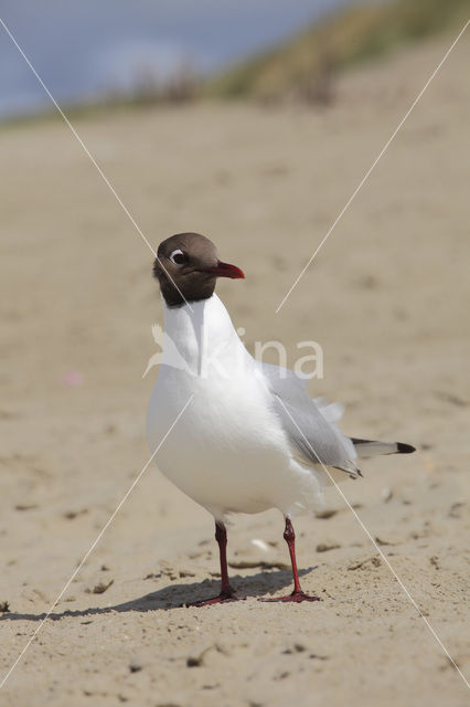 Black-headed Gull (Larus ridibundus)