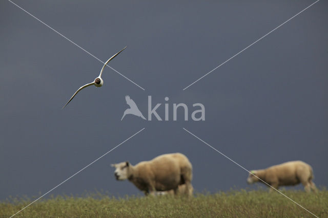 Black-headed Gull (Larus ridibundus)