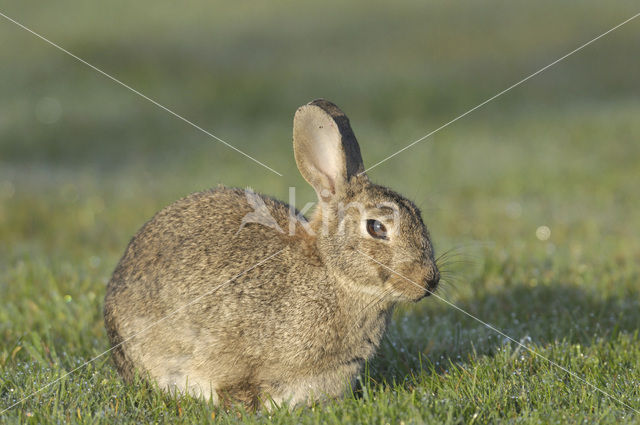 Konijn (Oryctolagus cuniculus)