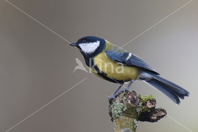 Great Tit (Parus major)