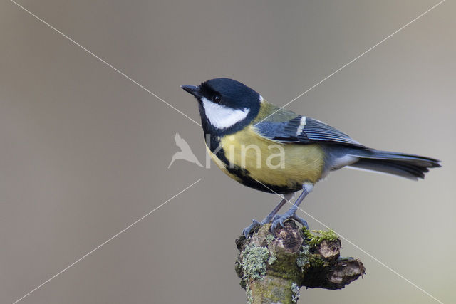 Great Tit (Parus major)