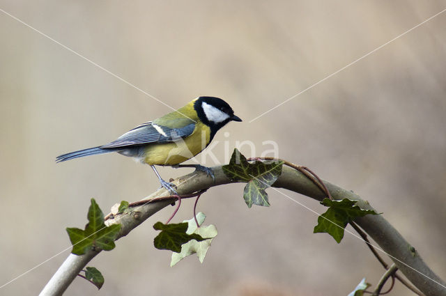 Great Tit (Parus major)