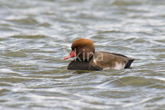 Red-crested Pochard (Netta rufina)