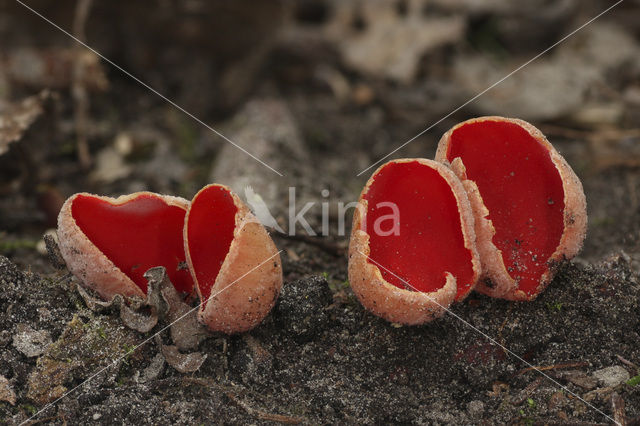 Krulhaarkelkzwam (Sarcoscypha austriaca)