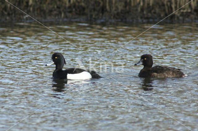 Tufted Duck (Aythya fuligula)