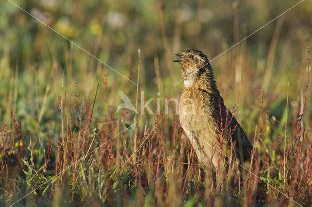 Common Quail (Coturnix coturnix)