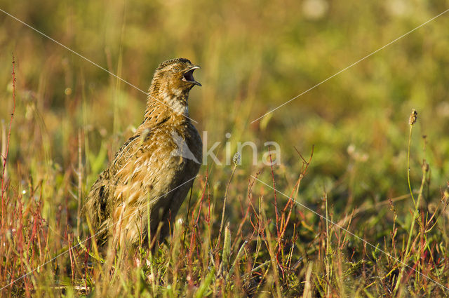 Common Quail (Coturnix coturnix)