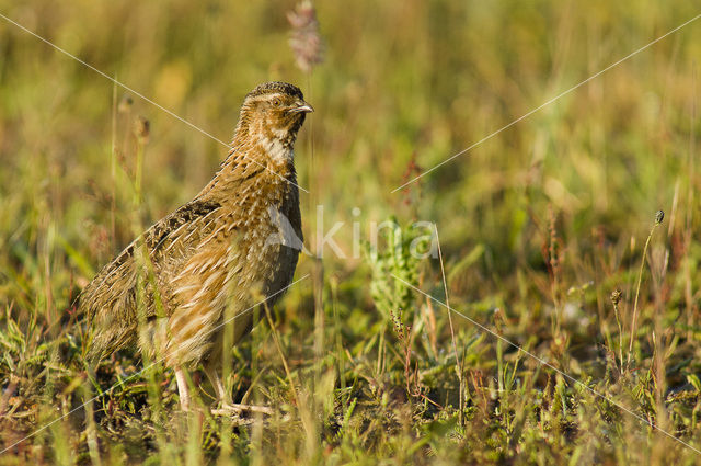 Common Quail (Coturnix coturnix)