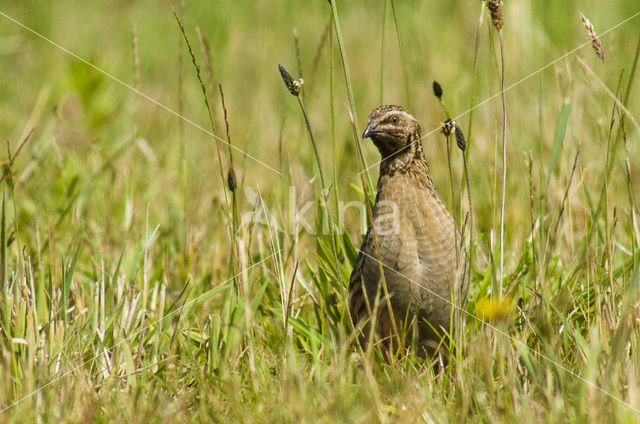 Common Quail (Coturnix coturnix)