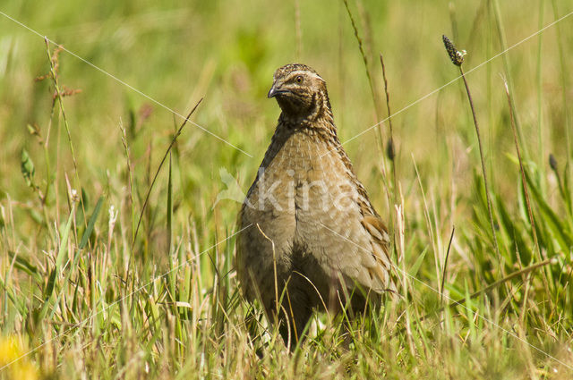 Common Quail (Coturnix coturnix)