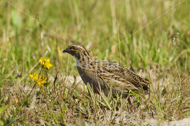 Common Quail (Coturnix coturnix)