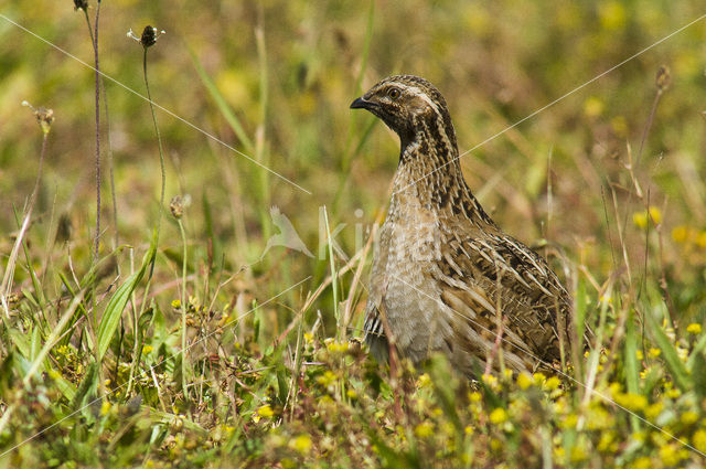 Common Quail (Coturnix coturnix)