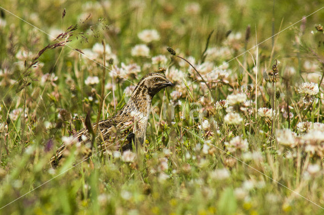 Common Quail (Coturnix coturnix)