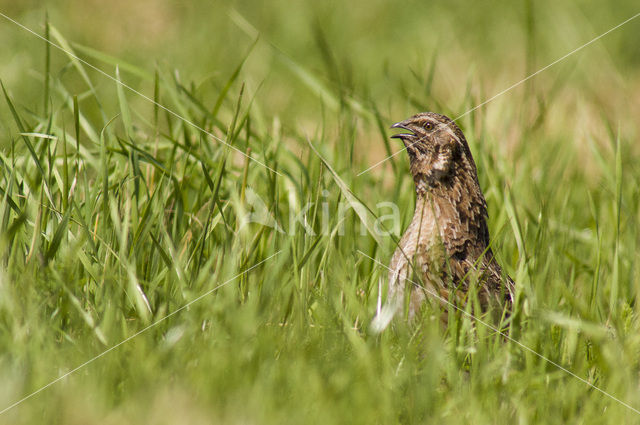 Common Quail (Coturnix coturnix)