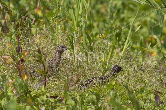 Common Quail (Coturnix coturnix)