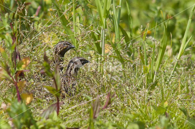 Common Quail (Coturnix coturnix)