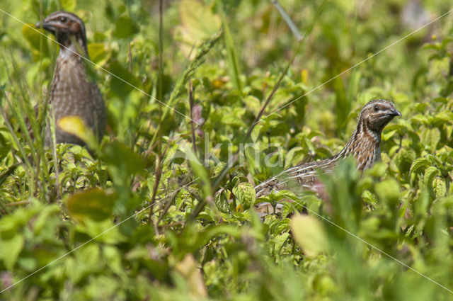 Common Quail (Coturnix coturnix)