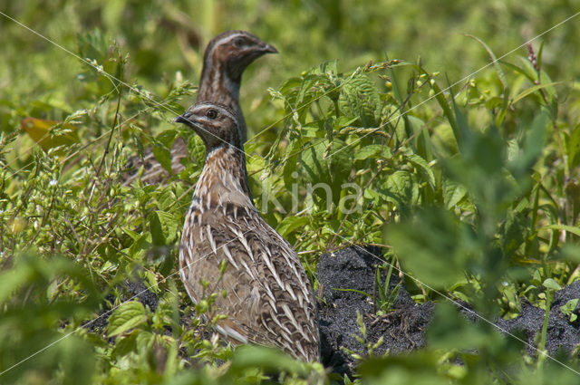 Common Quail (Coturnix coturnix)