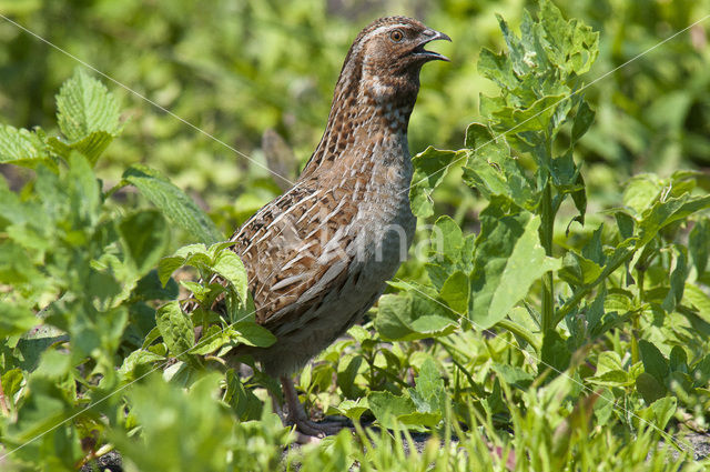 Common Quail (Coturnix coturnix)