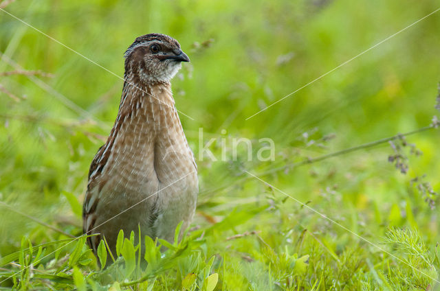 Common Quail (Coturnix coturnix)