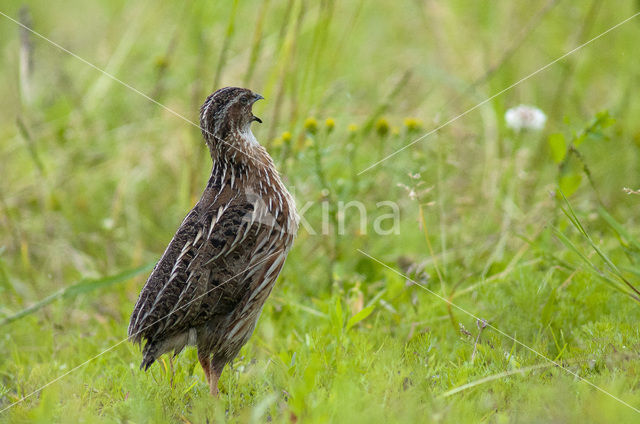 Common Quail (Coturnix coturnix)